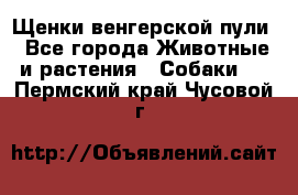 Щенки венгерской пули - Все города Животные и растения » Собаки   . Пермский край,Чусовой г.